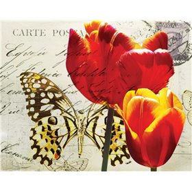 Carte Postale Tulip II