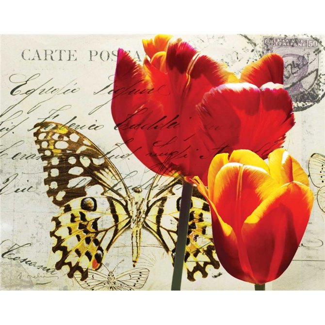 Carte Postale Tulip II - Cuadrostock