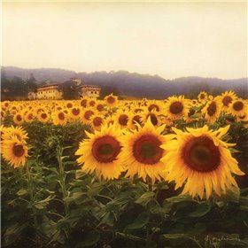 Tuscan Sunflowers - Cuadrostock