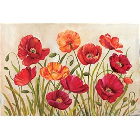 Poppies - Cuadrostock