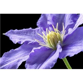 Purple Clematis