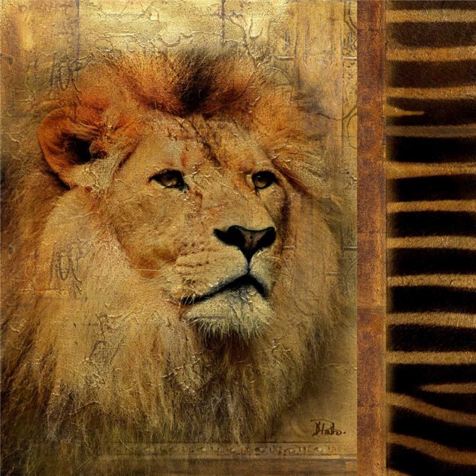 Elegant Safari IV  - Lion