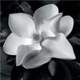 Magnolia - Cuadrostock