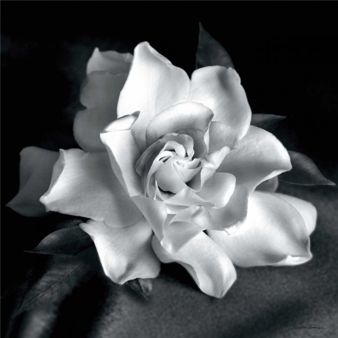 Gardenia - Cuadrostock