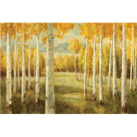 Aspens - Cuadrostock