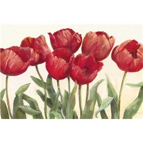 Ruby Tulips Wag - Cuadrostock