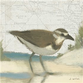 Beach Bird III - Cuadrostock