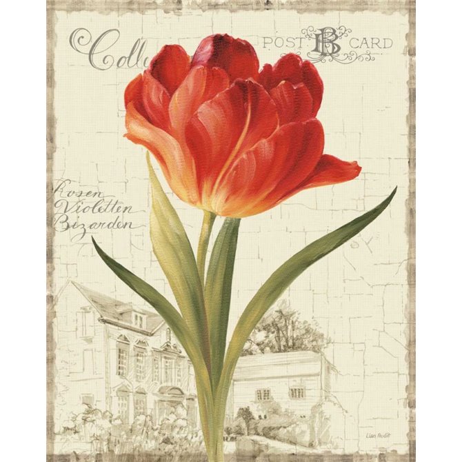 Garden View III - Red Tulip - Cuadrostock
