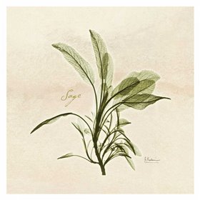 Sage in Bloom - Cuadrostock