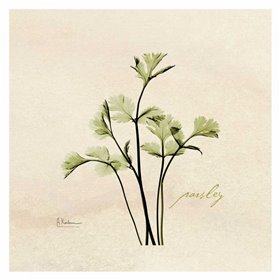 Parsley in Bloom
