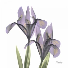 A Gift of Flowers in Purple - Cuadrostock