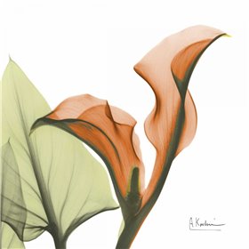 A Gift of Calla Lilies in Orange - Cuadrostock