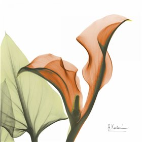 Cuadro para dormitorio - A Gift of Calla Lilies in Orange - Cuadrostock