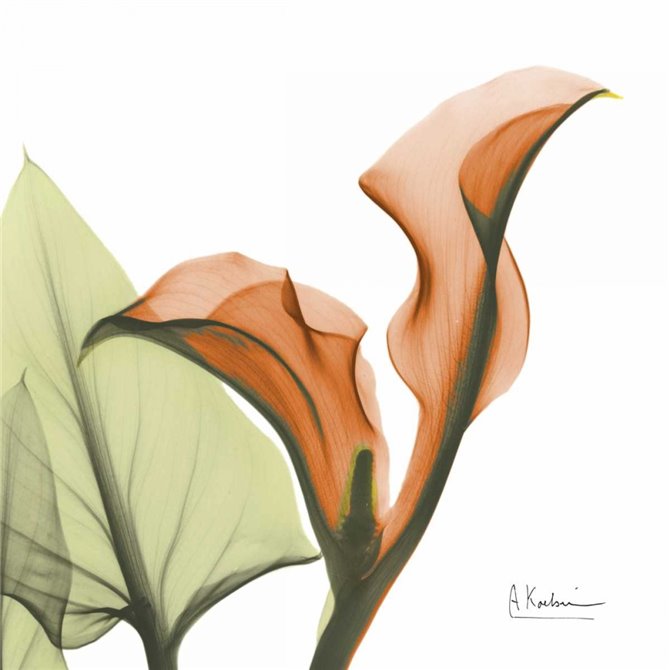 A Gift of Calla Lilies in Orange - Cuadrostock