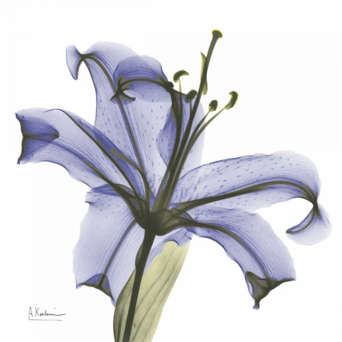 Lily in  Purple