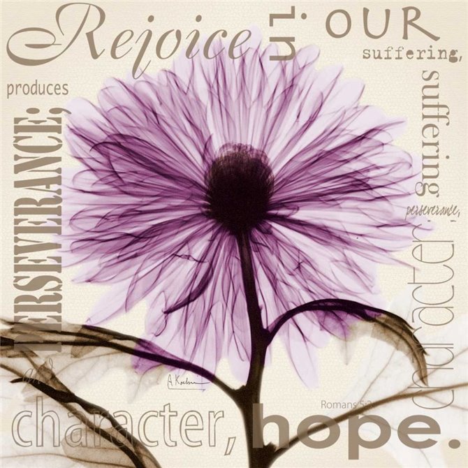 Rejoice - Violet Chrysanthemum