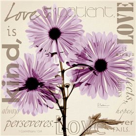 Love - Violet Chrysanthemum