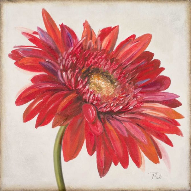 Red Gerber Daisy