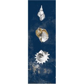 Coastal Shells Panel II - Cuadrostock