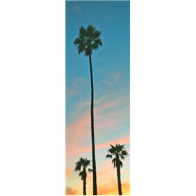 Sunset Palms - Cuadrostock