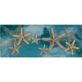 Starfish - Cuadrostock