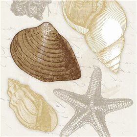 Shells 3 - Cuadrostock