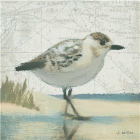 Beach Bird I - Cuadrostock