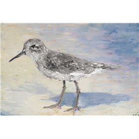 Sandpiper II - Cuadrostock