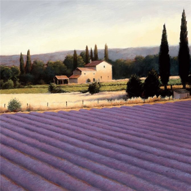 Lavender Fields II - Cuadrostock