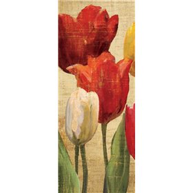 Tulip Fantasy on Cream II - Cuadrostock