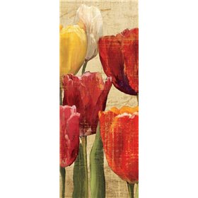 Tulip Fantasy on Cream III - Cuadrostock