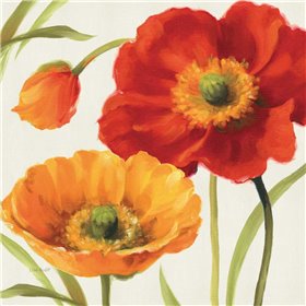 Poppies Melody III - Cuadrostock