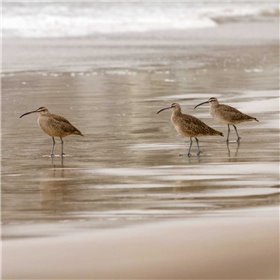 Shore Birds I