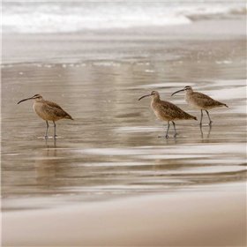 Shore Birds I - Cuadrostock