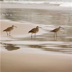 Shore Birds II - Cuadrostock