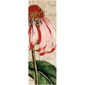 Jardin Botanique I