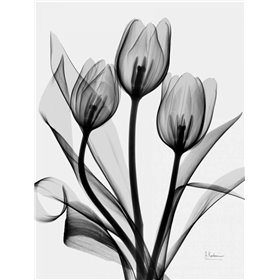 Tulips - Cuadrostock