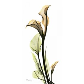 Calla Lily - Cuadrostock