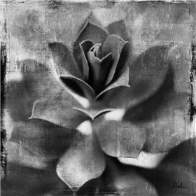 BW Succulent Border I