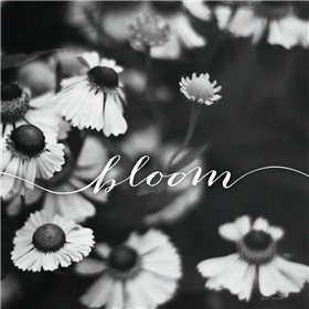 Bloom