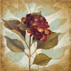 Aubergine Hydrangea Portrait
