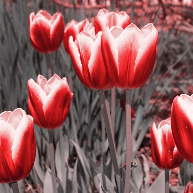 Red Tulips II - Cuadrostock