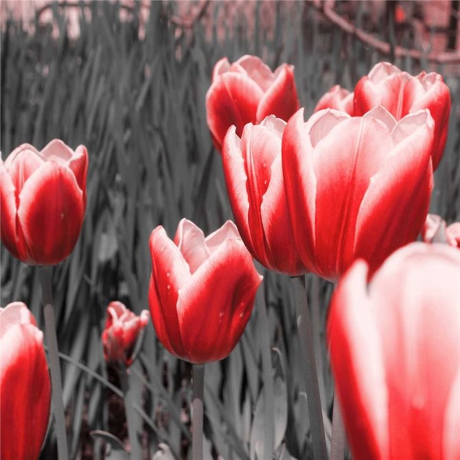 Red Tulips I - Cuadrostock