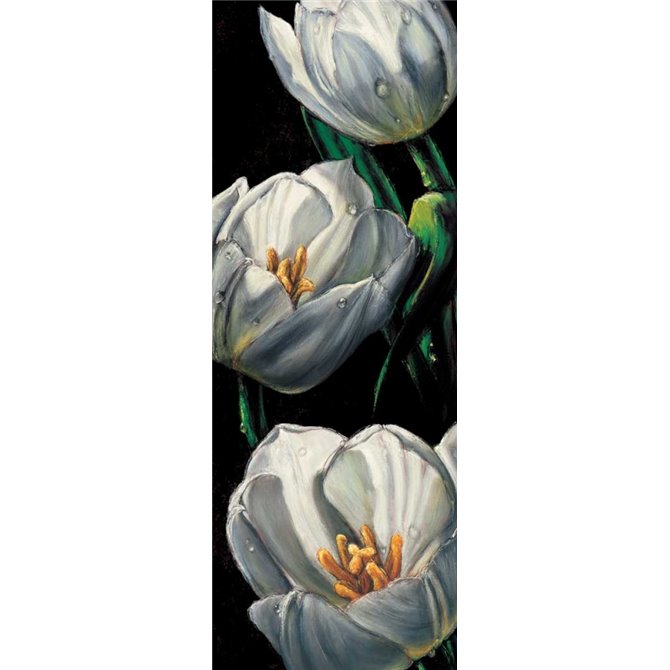Dewdrop Tulips - Cuadrostock