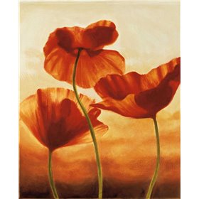 Poppies in Sunlight II - Cuadrostock