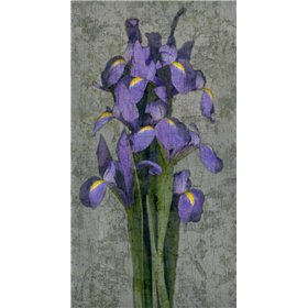 Purple Iris - Cuadrostock