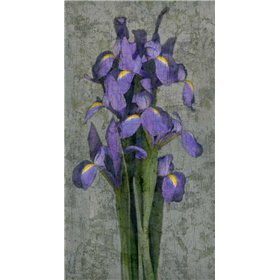 Purple Iris