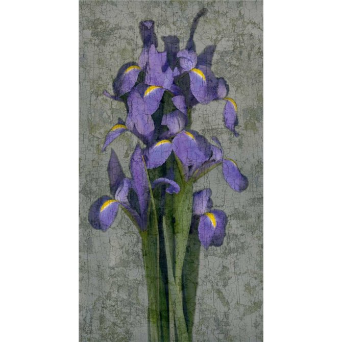 Purple Iris