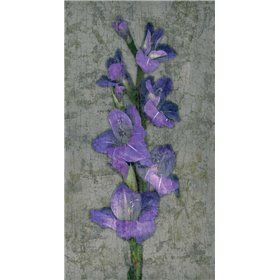 Purple Gladiola - Cuadrostock