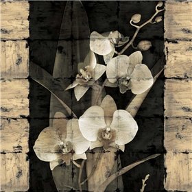 Orchids in Bloom II - Cuadrostock